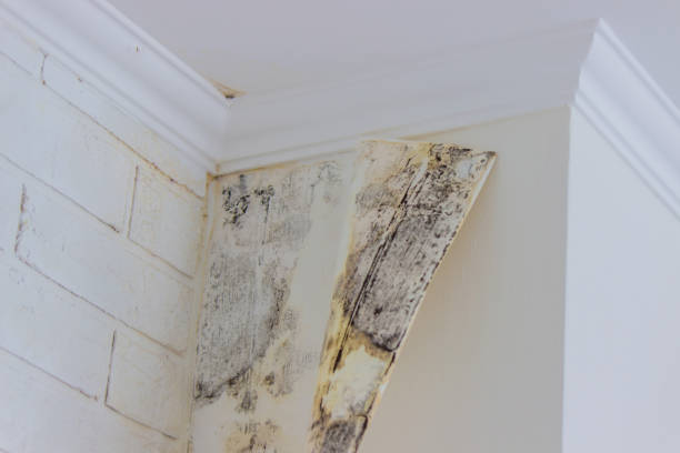 Best Ceiling water damage repair  in Stevensville, MD